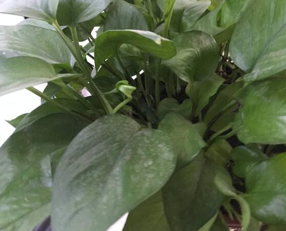 綠蘿有毒嗎，有毒千萬(wàn)別當(dāng)菜吃