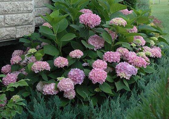 繡球花葉子蔫了耷拉了，教你三個解決辦法長得綠意映然