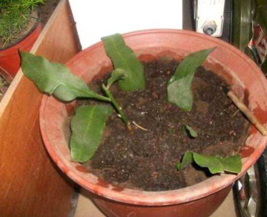 曇花的繁殖方法，盤(pán)點(diǎn)最常見(jiàn)的三種繁殖方法(扦插/播種/嫁接)