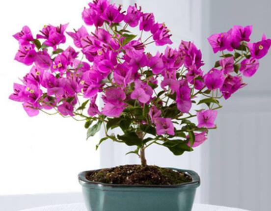 三角梅怎么剪枝，教你三種簡(jiǎn)單易學(xué)的方法