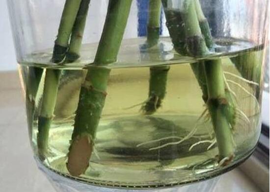 富貴竹的根爛了怎么辦，富貴竹爛根處理方法