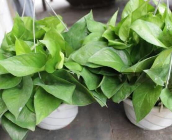 家里養(yǎng)綠蘿的禁忌，盤點(diǎn)居家最常見五個(gè)禁忌位置