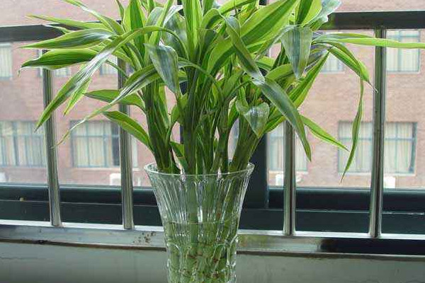 富貴竹斷了還能活嗎，精心養(yǎng)護有九成幾率存活