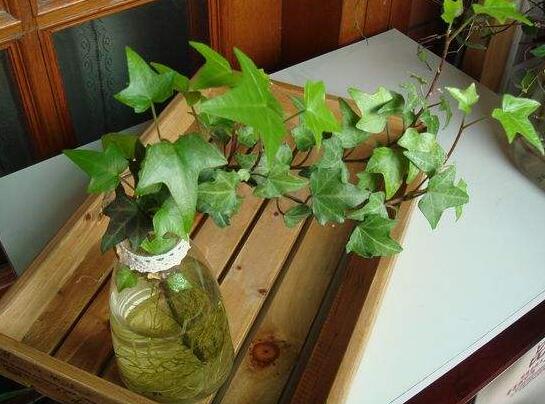 常春藤怎么水培，勤換水并且第一次要澆透營養(yǎng)液