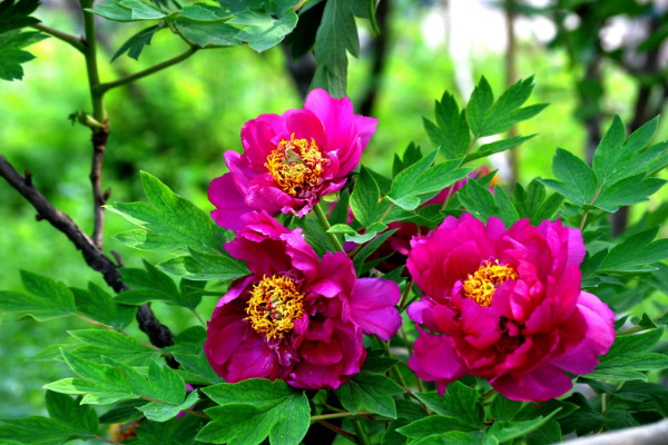 牡丹花如何越冬，除了控溫外還需及時(shí)追肥