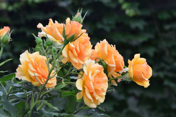 月季悶根的表現(xiàn)