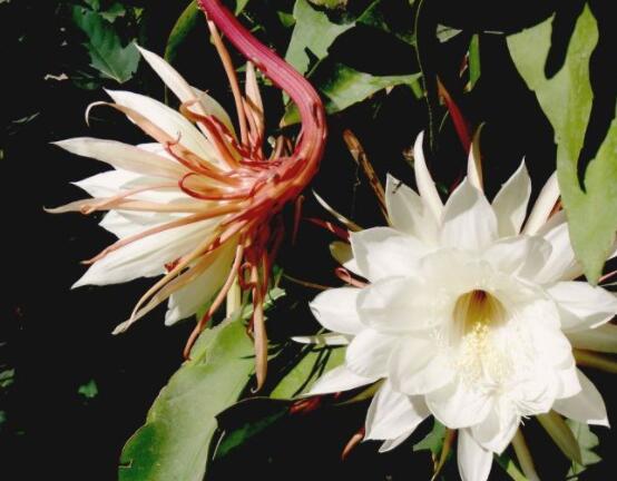 曇花怎么養(yǎng)，注意盆土是關鍵/肥水要合理