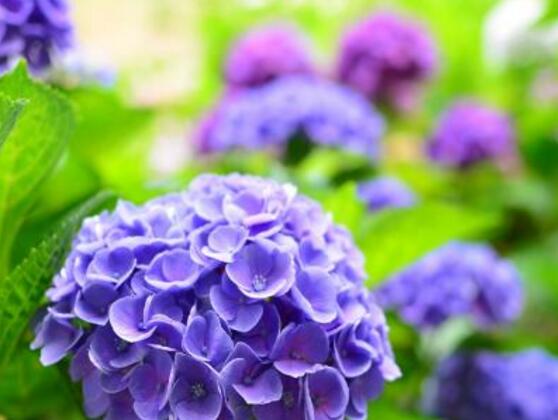 繡球花爛根了怎么辦，繡球花爛根解決辦法