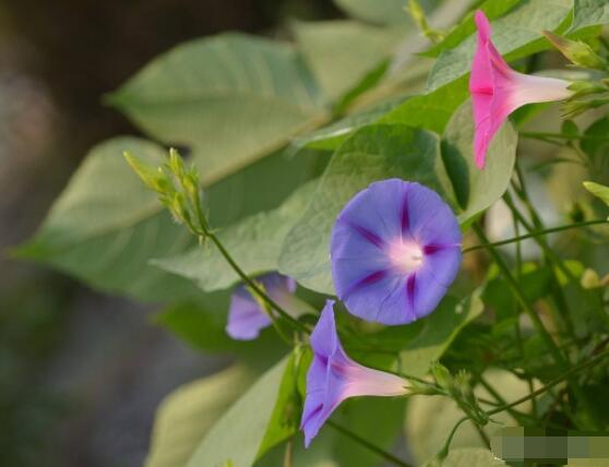 牽?；ǚN子要泡水嗎，只需要浸泡一個晚上即可