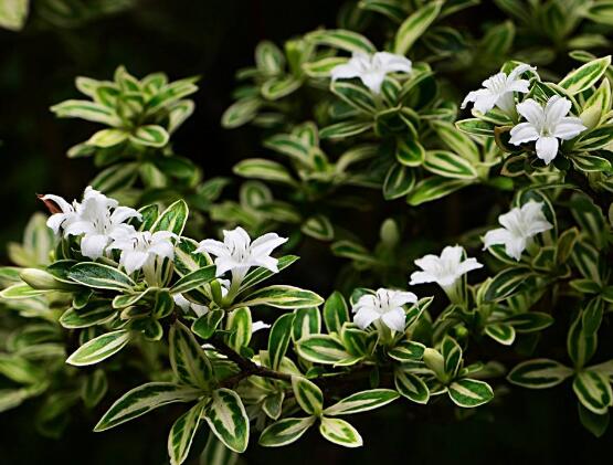 六月雪花怎么施肥，六月雪花施肥方法