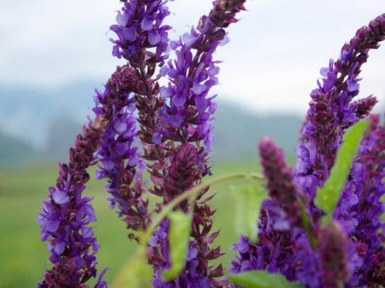 薰衣草精油的功效與用法，美容養(yǎng)顏、舒緩心情