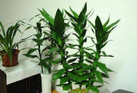 水養(yǎng)富貴竹怎么養(yǎng)才長得好，做好這五大要點生長得青翠欲滴