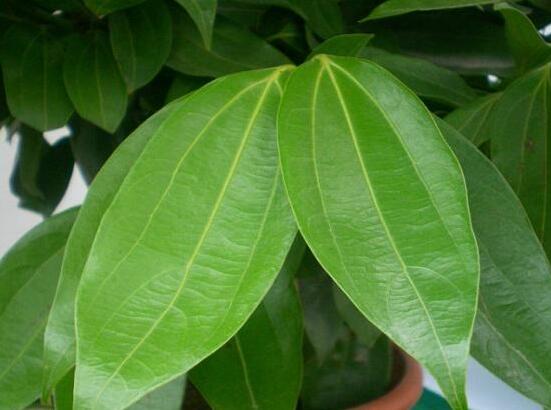 平安樹的花語，祈求平安、闔家幸福、萬事如意