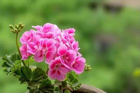 天竺葵花期，天竺葵每年5-7月開花