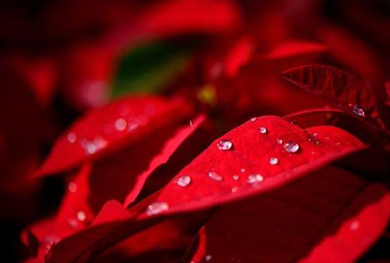 一品紅怎么修剪，一品紅修剪方法