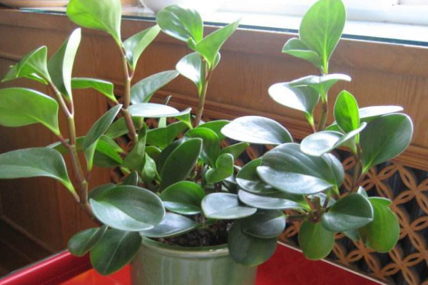 碧玉長高了怎么修剪，摘心打頂/疏枝剪葉等