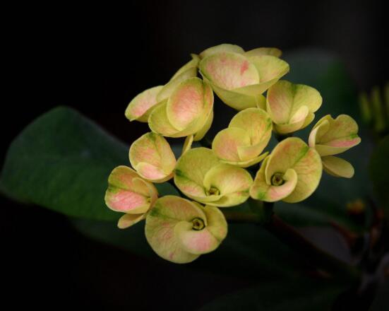虎刺梅掉葉子怎么辦，四種原因以及解決方法