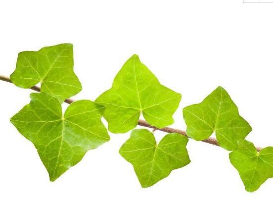 常春藤葉子發(fā)黃的原因有三，讓它重新恢復(fù)生機(jī)