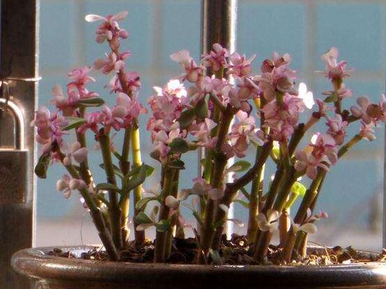 雅樂之舞的養(yǎng)殖方法和注意事項，老農(nóng)總結(jié)最實用八大養(yǎng)殖方法