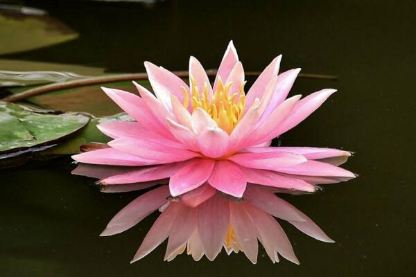 荷花的種植方法水培，5步即可完成荷花水培