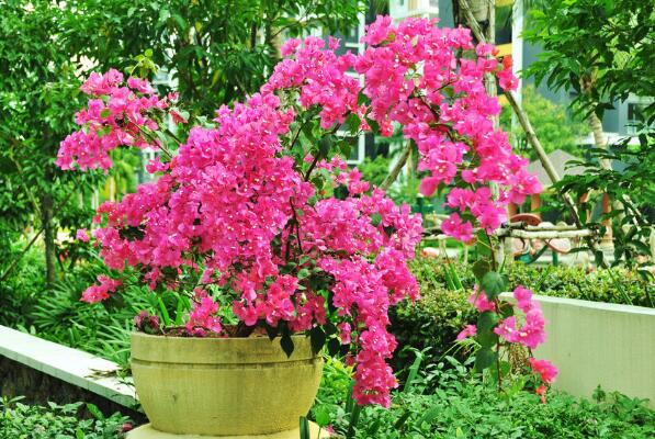 三角梅掉葉子怎么辦，先分析原因然后進(jìn)行處理