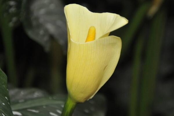 白色馬蹄蓮花語是什么，忠貞不渝、永結(jié)同心