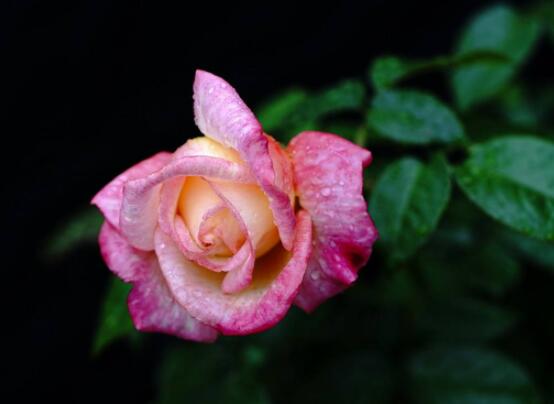 月季花種子怎么種，教你四種方法存活率百分百