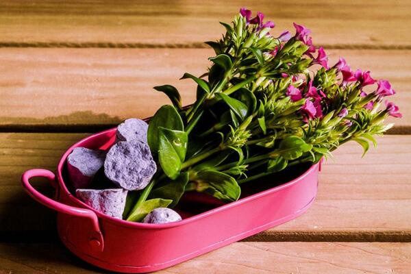 如何養(yǎng)康乃馨，康乃馨養(yǎng)殖5大要點(diǎn)