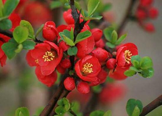 海棠花怎么扦插，海棠花的繁殖方法