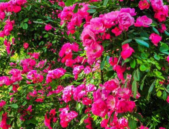 薔薇花栽種，薔薇花栽種方法