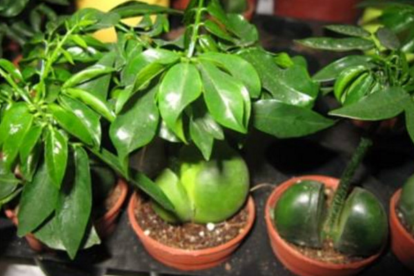 元寶樹的養(yǎng)殖方法和注意事項(xiàng)，保證土壤適宜、光照充足