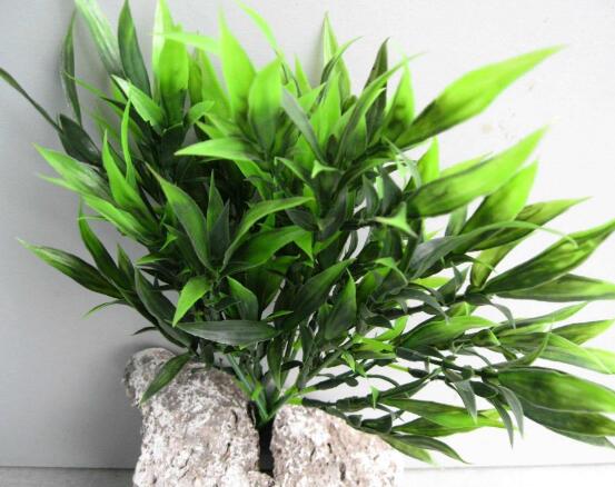 水培的富貴竹葉子發(fā)黃，教你四種解決好辦法(生長碧綠)