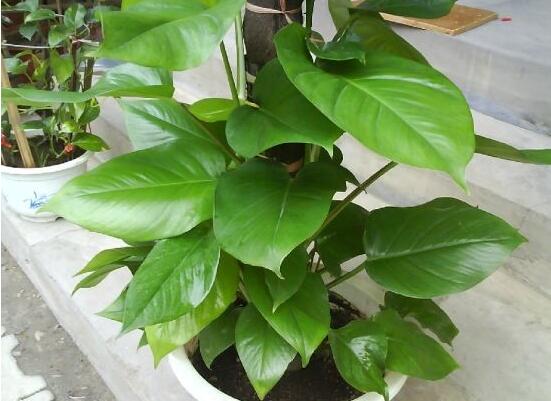 大葉綠蘿的養(yǎng)殖方法和注意事項，老農(nóng)總結(jié)七大養(yǎng)殖方法