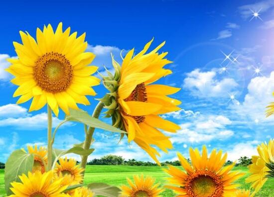 向日葵需要修剪嗎，怎么修剪向日葵/摘心修整