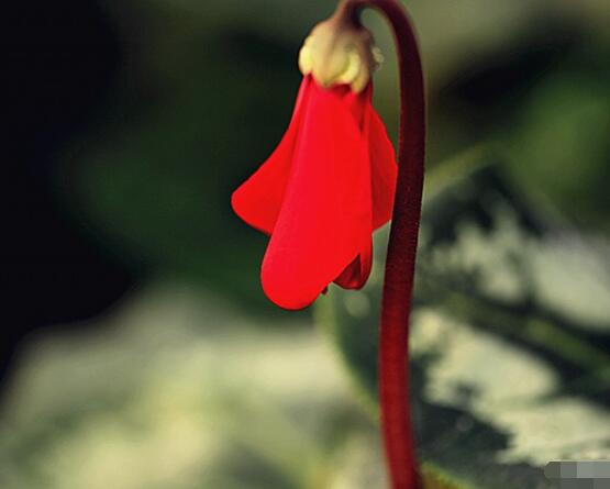 仙鶴來與仙客來的區(qū)別，教你最簡單的兩種分辨方法(形態(tài)/價值)