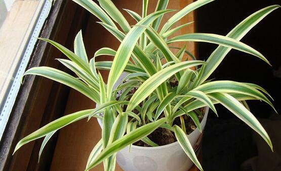 吊蘭多久澆一次水，每個(gè)季節(jié)保持盆土微濕潤(rùn)環(huán)境