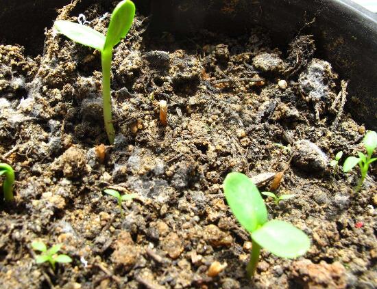 仙客來什么時候播種，仙客來的種植方法