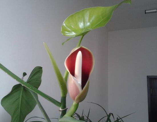 綠蘿會(huì)開(kāi)花嗎，綠蘿開(kāi)花預(yù)示著什么