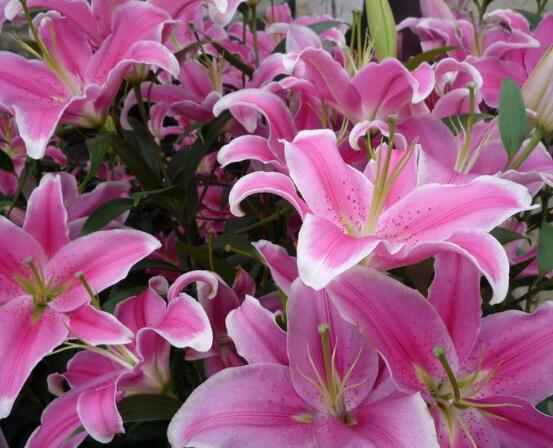 百合花花語(yǔ)，代表著純潔、熱烈的愛(ài)、永遠(yuǎn)的幸福