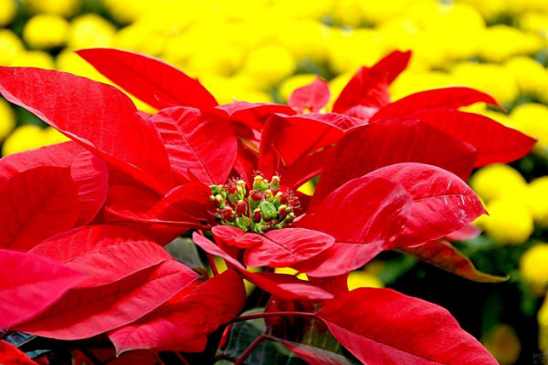 一品紅的養(yǎng)殖方法和注意事項(xiàng)，用混合營(yíng)養(yǎng)土栽植