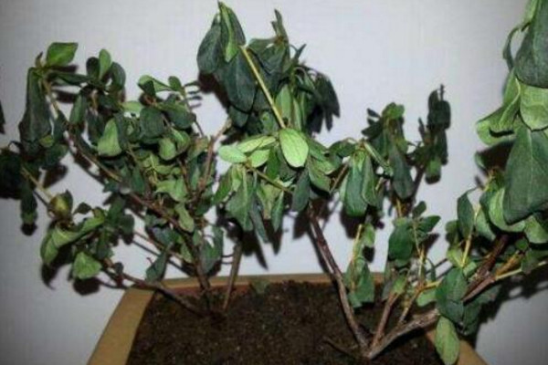 樹葉干枯是什么原因