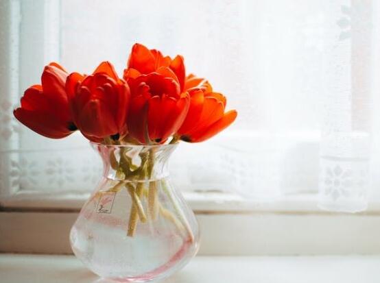 如何水培郁金香，3個簡單步驟輕松學(xué)會