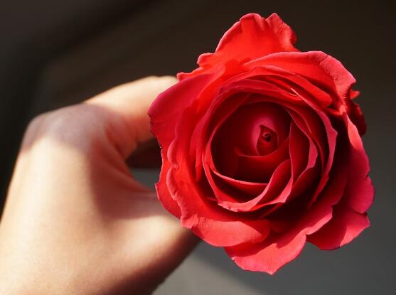 玫瑰花怎么養(yǎng)，玫瑰花養(yǎng)殖方法