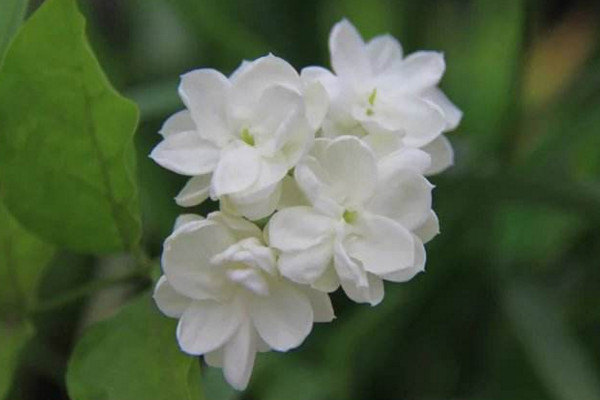 茉莉的養(yǎng)殖方法和注意事項