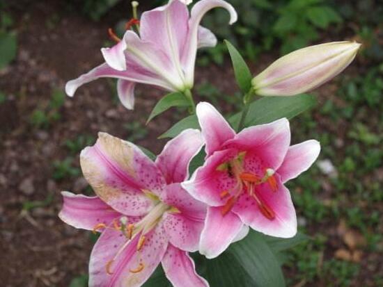 百合花為什么根爛，百合花爛根怎么辦/修根重新栽培