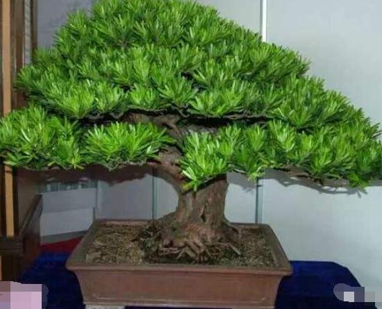 羅漢松寓意是什么，意著招財進寶、長壽吉祥(美好)