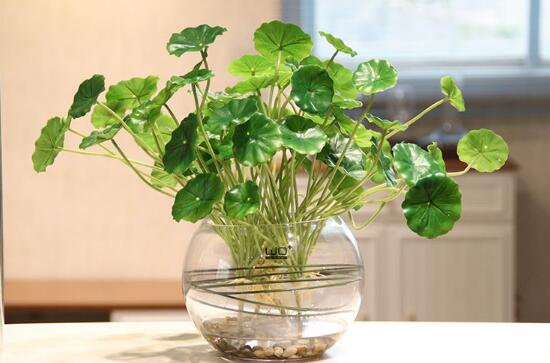 銅錢草可以放魚缸里嗎，銅錢草水培方法