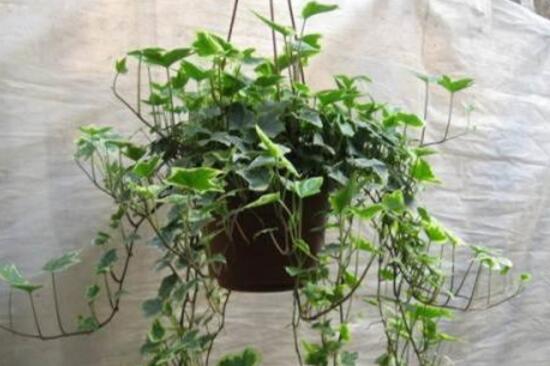 常春藤怎么施肥，常春藤施什么肥好