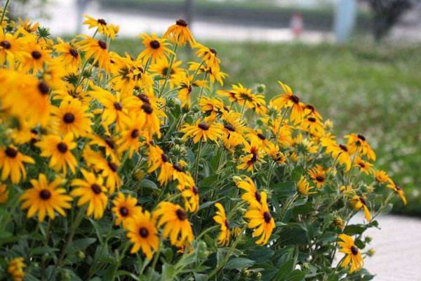 黑心菊怎么養(yǎng)殖，做好以下4點(diǎn)是關(guān)鍵