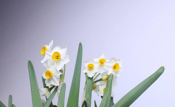 水仙花有哪些種類，分中國(guó)水仙和洋水仙兩大類